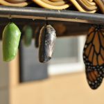 Mastering the Psychology of Self-Transformation